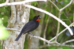 Melopyrrha violacea