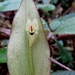 Lepanthes ollaris - Photo (c) Nelson Apolo, some rights reserved (CC BY-NC), uploaded by Nelson Apolo
