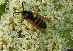 Dolichovespula norwegica