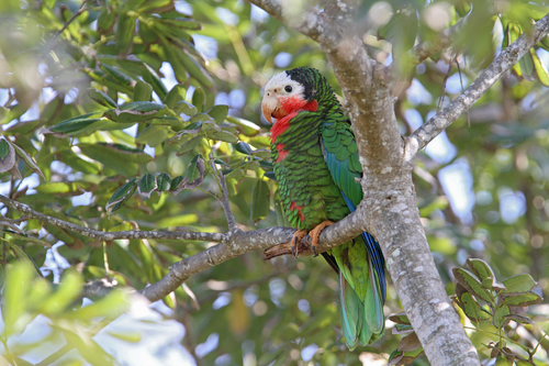 Bahama Amazon photographed in Bahamas