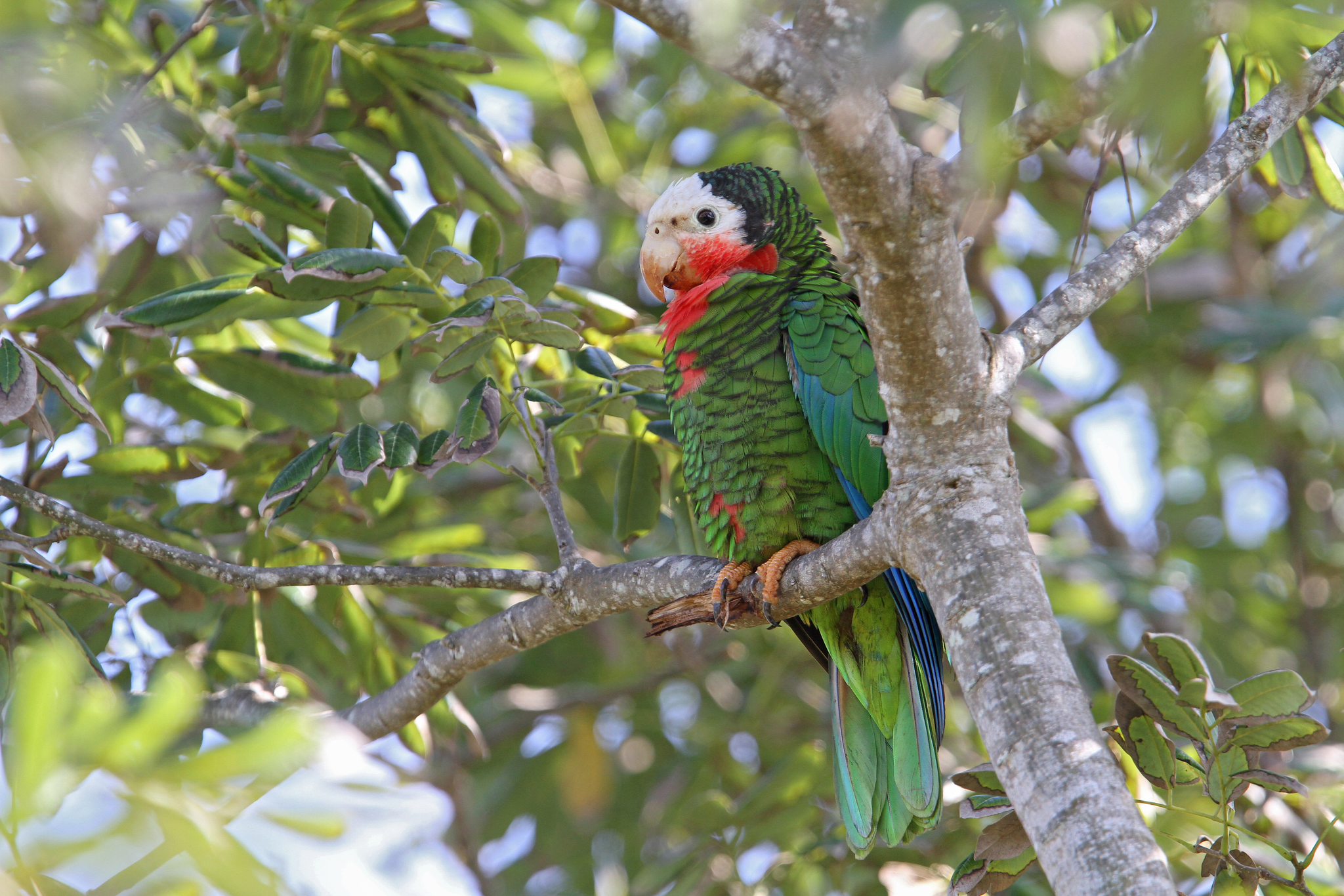 Cuban Amazon illustration