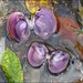 Epioblasma obliquata - Photo Angie Boyer, U.S. Fish and Wildlife Service, sem restrições de direitos de autor conhecidas (domínio público)
