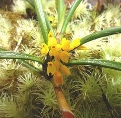 Maxillaria aggregata