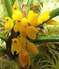 Maxillaria aggregata