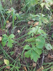 Trollius