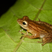 Variable Reed Frog - Photo (c) Beat Akeret, some rights reserved (CC BY-NC), uploaded by Beat Akeret