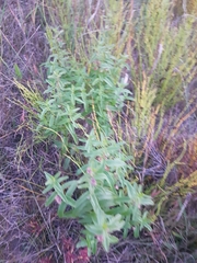 Scutellaria scordifolia