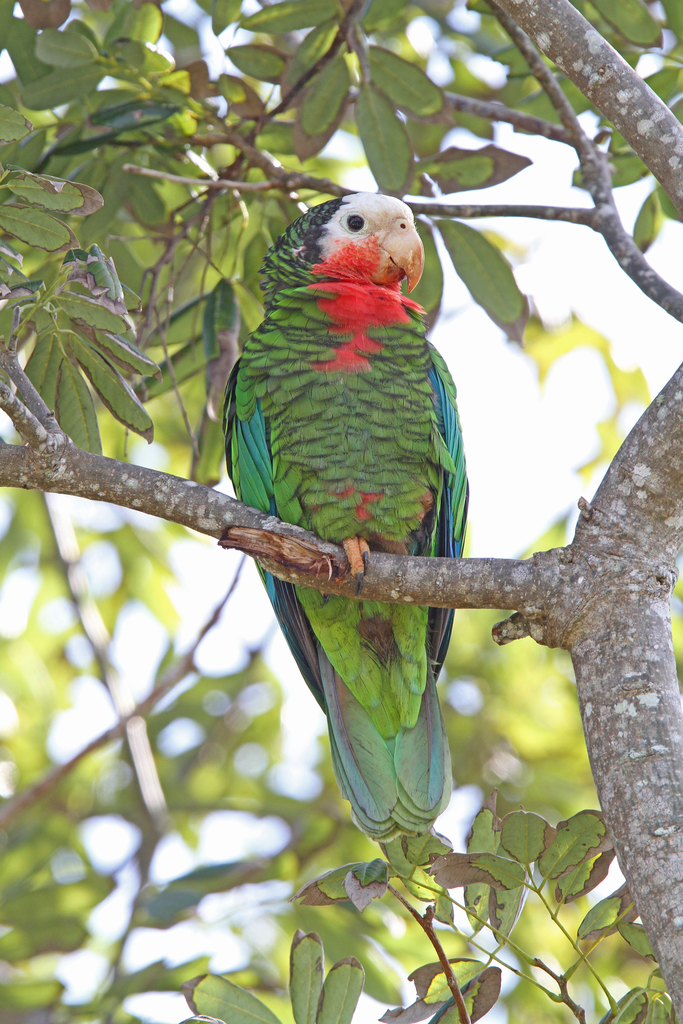 Cuban Amazon