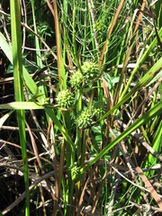 Sparganium erectum erectum