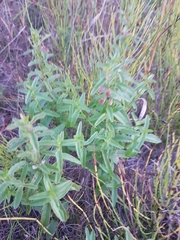 Scutellaria scordifolia