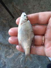 Blicca bjoerkna