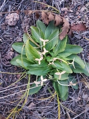 Viola gmeliniana