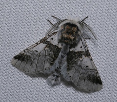 Furcula scolopendrina