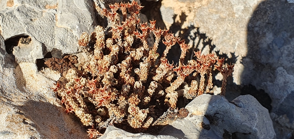 Sedum multiceps