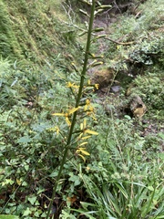 Ligularia stenocephala