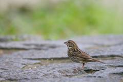 Emberiza variabilis