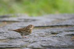 Emberiza variabilis