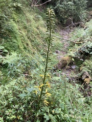 Ligularia stenocephala