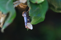 Phalera bucephaloides