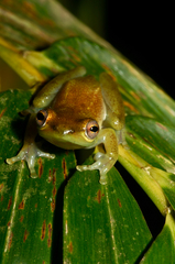 Hyperolius fusciventris