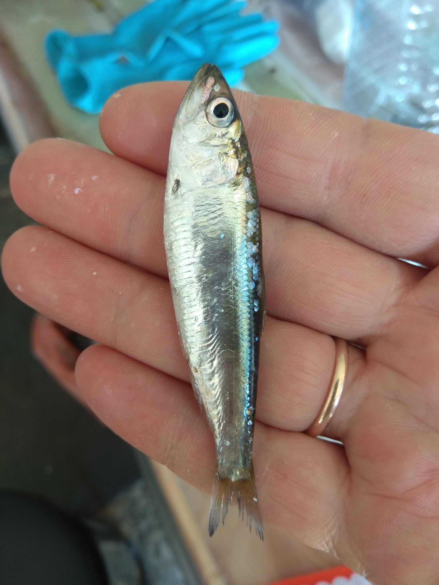 Caspian Anadromous Shad photo 7