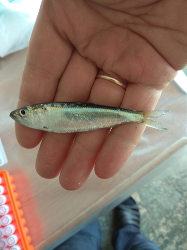 Caspian Anadromous Shad