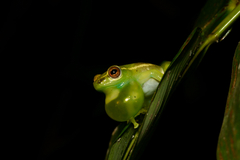 Hyperolius fusciventris