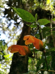 Columnea strigosa