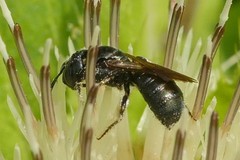 Ceratina cyanea