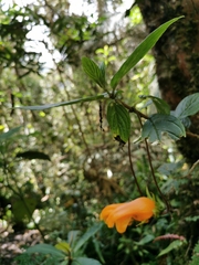 Columnea strigosa