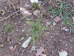 Fimbristylis dichotoma dichotoma