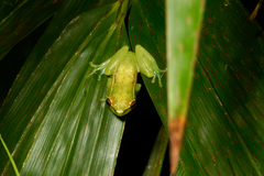 Hyperolius fusciventris