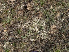 Cladonia foliacea