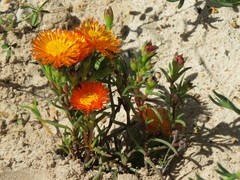 Lampranthus aureus