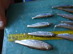Alosa kessleri