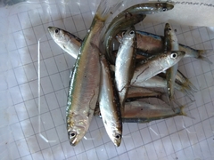 Alosa kessleri