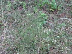 Symphyotrichum depauperatum