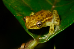 Hyperolius fusciventris