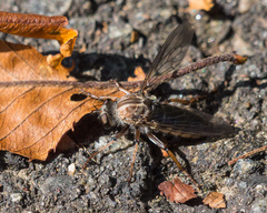 Heteropogon macerinus