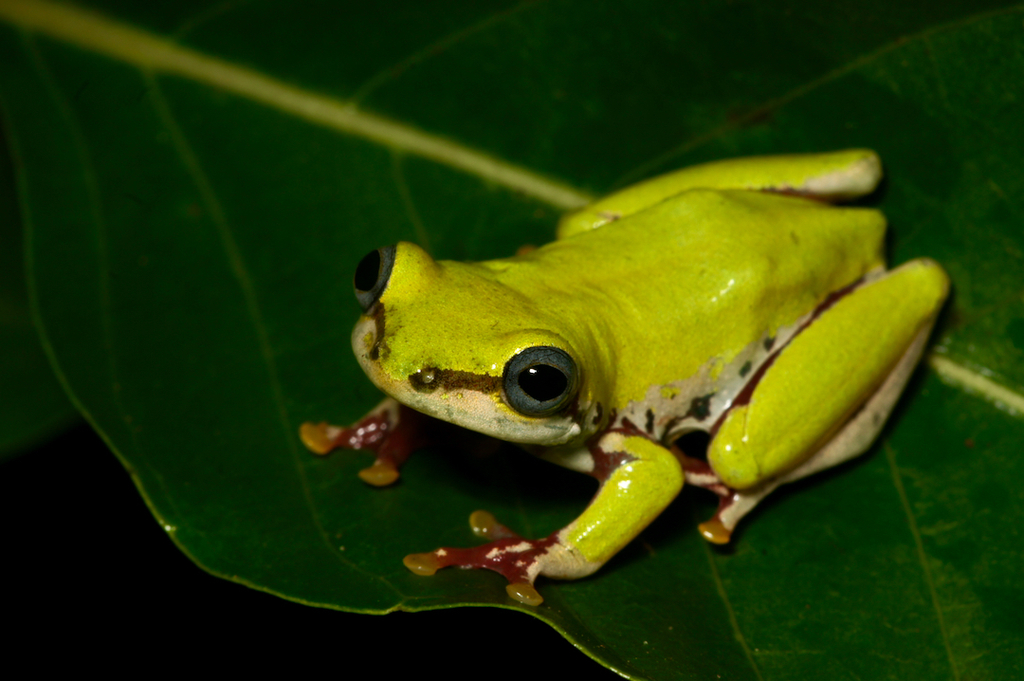 Lime Reed Frog (Hyperolius fusciventris) · iNaturalist