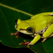 Lime Reed Frog - Photo (c) Beat Akeret, some rights reserved (CC BY-NC), uploaded by Beat Akeret