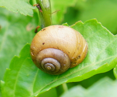 Acusta toyenmongaiensis