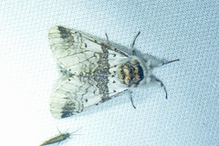 Furcula scolopendrina