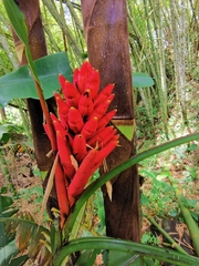Musa coccinea