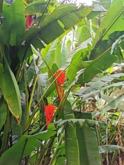 Musa coccinea