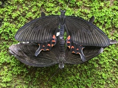 Papilio polytes
