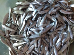 Clupeonella cultriventris