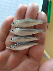 Clupeonella cultriventris