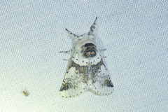 Furcula scolopendrina