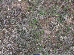 Cladonia foliacea
